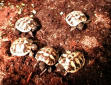 Kleine Landschildkröten