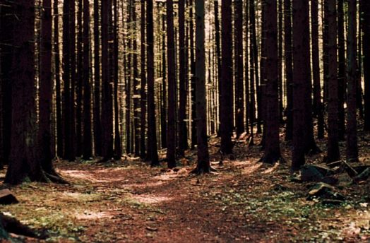 Monokultur Wald