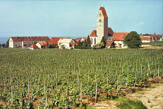Weingarten bei Hagnau