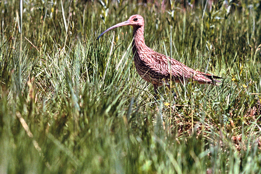 Vogel-Naturschutzgebiete - Groer Brachvogel (Numenius arquata)