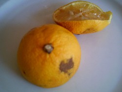 ausgrepresste Zitronen