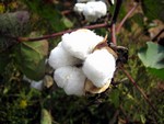 Baumwolle (Cotton)
