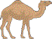 camel