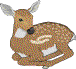fawn
