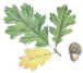 oak
