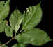 elm
