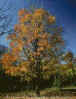 maple