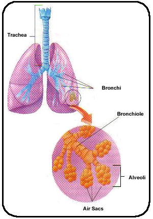 Respiratory System
