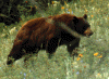 brown bear