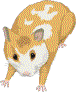 hamster