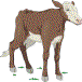 calf