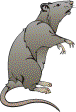 rat