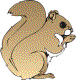 squirrel