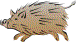 wild boar