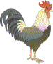 rooster