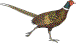 pheasant