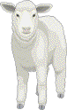 lamb