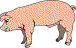pig