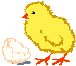 chick