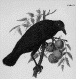 crow