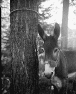 donkey