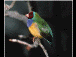 bird