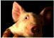 pig
