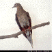 dove / pigeon