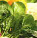 spinach