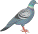 pigeon