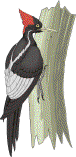 woodpecker