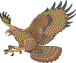 falcon