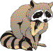 racoon