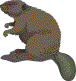 beaver