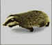 badger