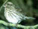 finch