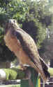 hawk