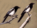 magpie