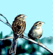 sparrow