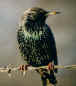 starling