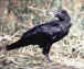 raven