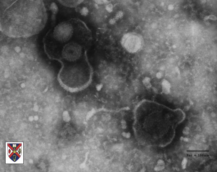 c-viren-herpes.jpg 