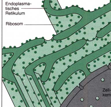 endoplasmatisches Reticulum
