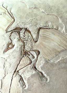 Archäopteryx