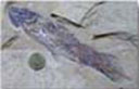 Latimeria (fossil)