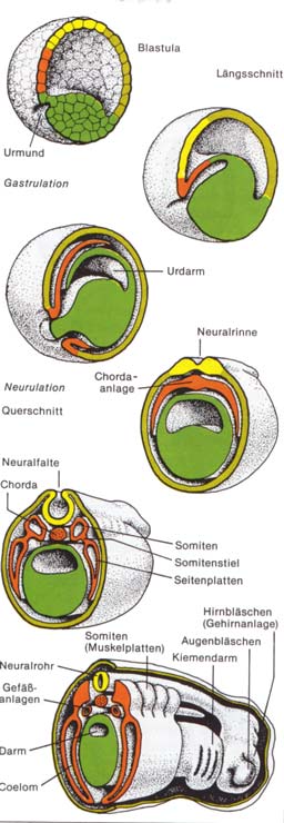 Embryonalentwicklung Wirbeltiere