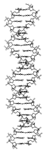 Modell einer DNA