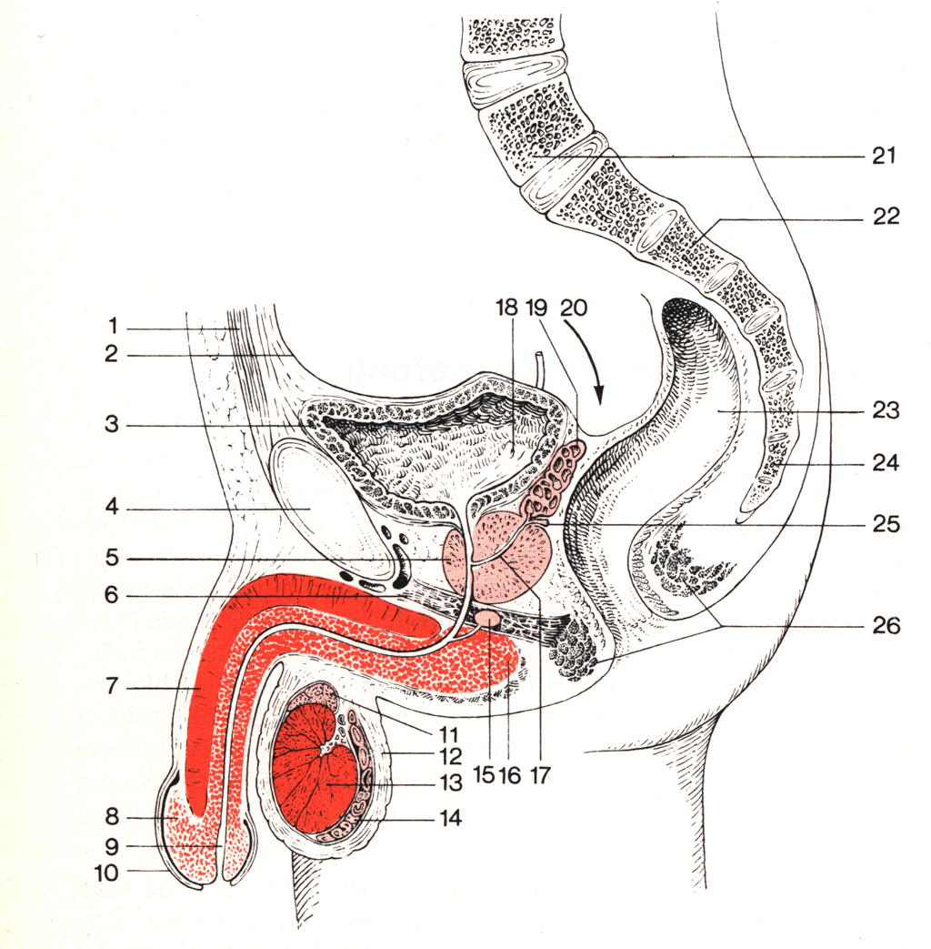 Penis and pussy