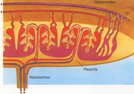 Gebärmutter und Plazenta