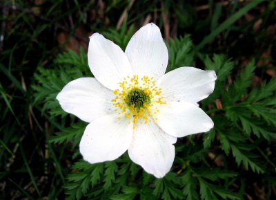 Ausflug-Muttersberg 29.05.2008 Foto 28